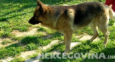 Njemački ovčar pravi pas čuvar koji vas nikada neće iznevjeriti