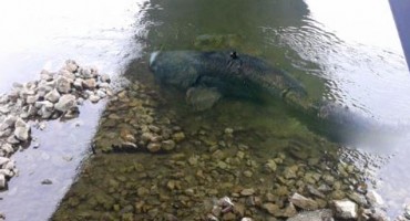 Šokantno: Golemi som pojeo mi je psa, francuskog buldoga teškog 15 kilograma!