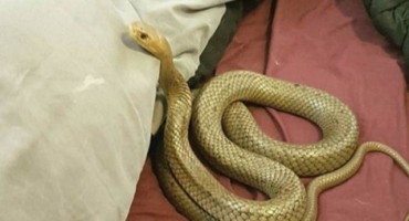 Najotrovnija kopnena zmija pronađena u spavaćoj sobi