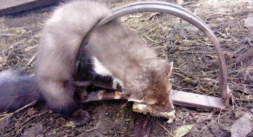 Misteriozna neman Džudžan ulovljena u Tomislavgradu