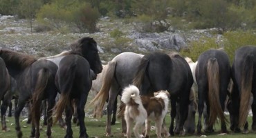 Neobično prijateljstvo ljudi i divljih konja kod Mostara
