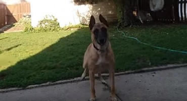 Belgijski ovčar: Nestašni čuvar velikog srca