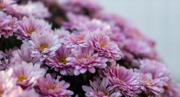 cvijeće, blagdan svi sveti