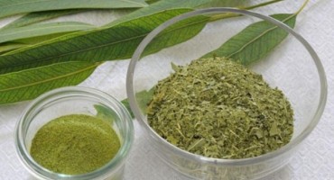 Eukaliptus pomaže kod prehlade i gripe