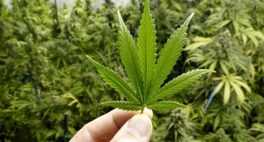 ČAPLJINA/VIŠIĆI Bagerirali zemljište, pa našli plantažu marihuane