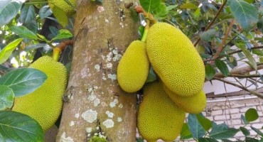 Da li ste čuli za nangku: Može li ovo voće riješiti problem gladi u svijetu?