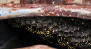 Ove životinje ubiju više ljudi u godinu dana nego morski pas u deset