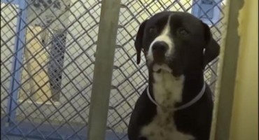 Reakcija psa koji shvata da napušta azil oduševljava