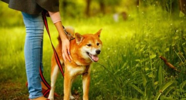 Talijanka dobila dva dana plaćenoga godišnjeg za njegu bolesnog psa