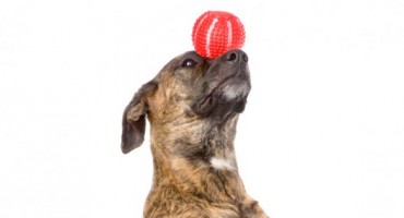 15 zanimljivosti o psima koje možda niste znali