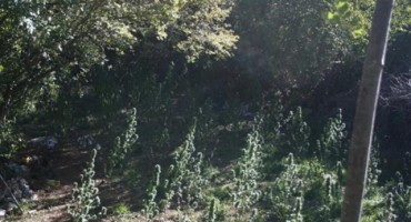 plantaza