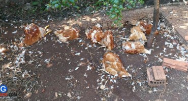 Što je Džudžan misteriozna neman koja sije strah po Hercegovini?