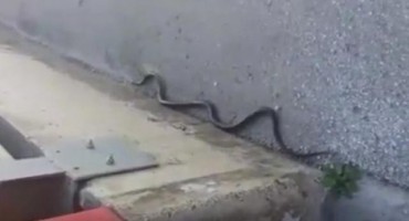 Stručnjaci o najezdi ogromnih zmija u Sarajevu: Bit će ih još više!