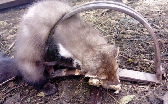 džudžan, Tomislavgrad