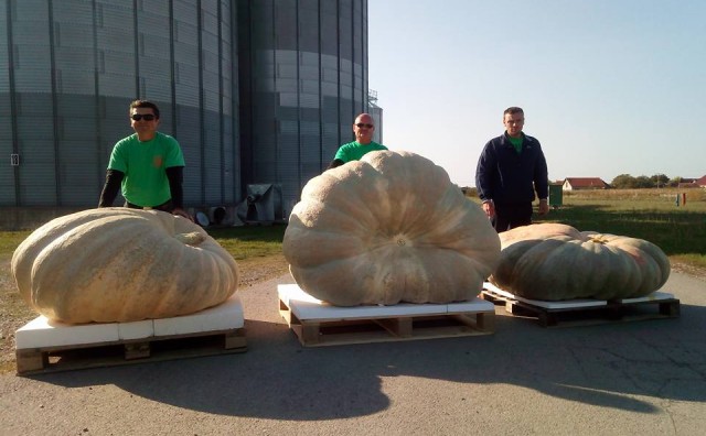 Najveća bundeva u Hrvatskoj teži 660 kilograma