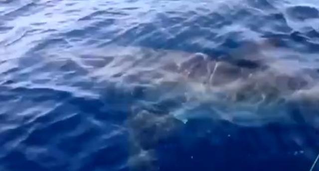 Velika bijeli morski pas snimljena u Jadranskom moru