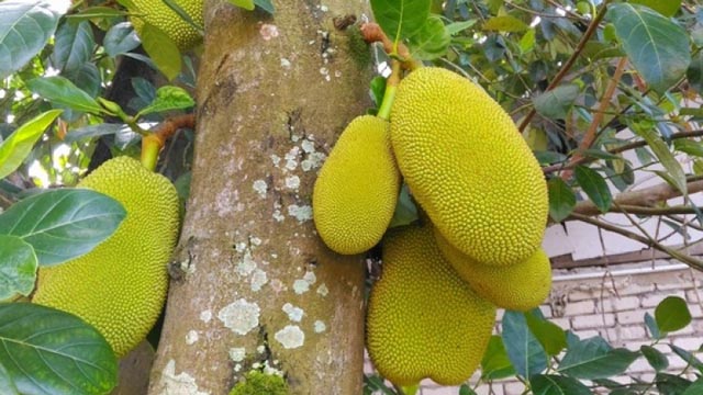 Da li ste čuli za nangku: Može li ovo voće riješiti problem gladi u svijetu?