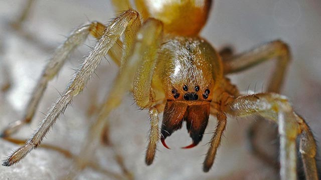Najezda otrovnih pauka u Europi
