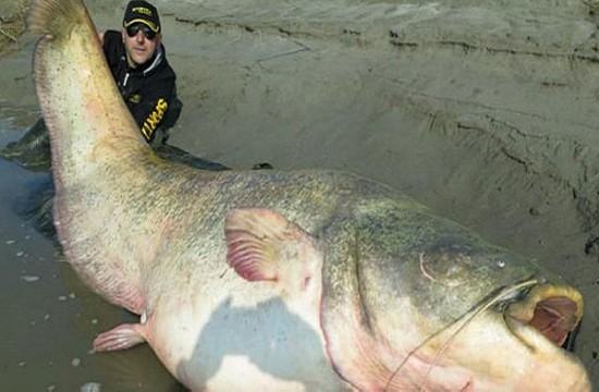 U utrobi soma teškog 185 kilograma pronađene su ljudske kosti
