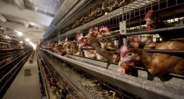 Svako tko to hoće, može naći posao od kojeg će živjeti