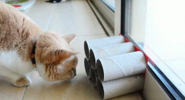 Napravite igračke svojim ljubimcima