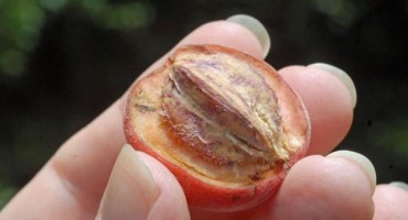 Veliko otkriće: Ovo ubija 70 posto ćelija raka!