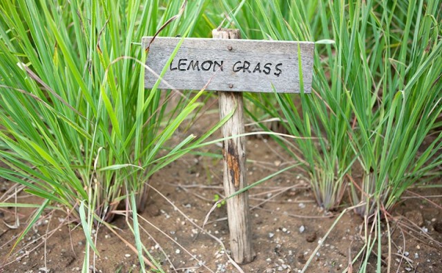Limunska trava zanimljiva je biljka brojnih dobrobiti za organizam
