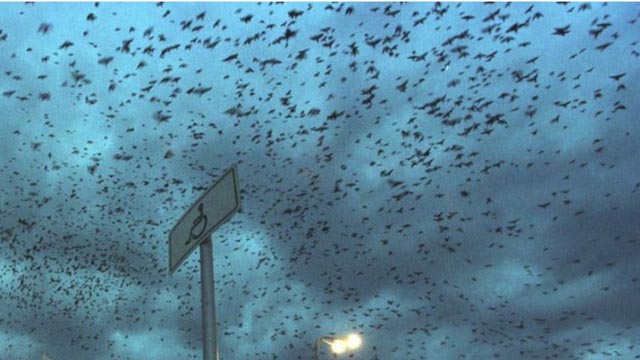 Horor u susjedstvu: Vrane napadaju djecu!