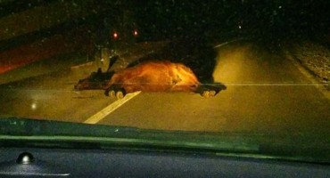 divlji konji, borova glava