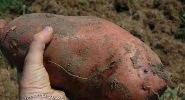 Ruski naučnici uzgajaju krompir otporan na hladnoću