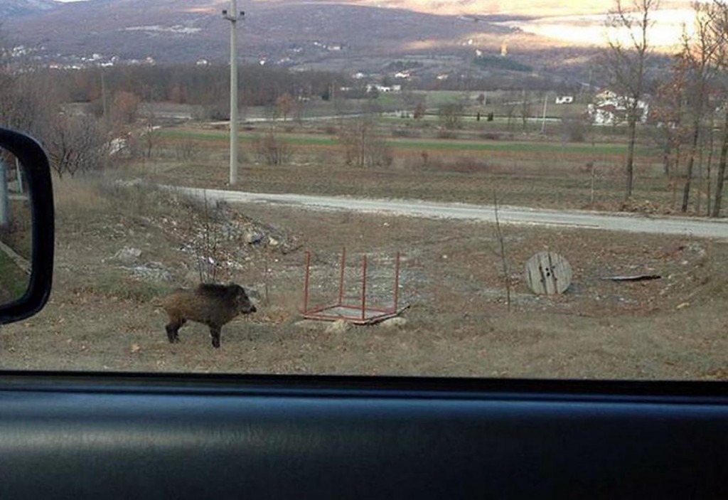 Vepar usred dana prošetao hercegovačkim selom