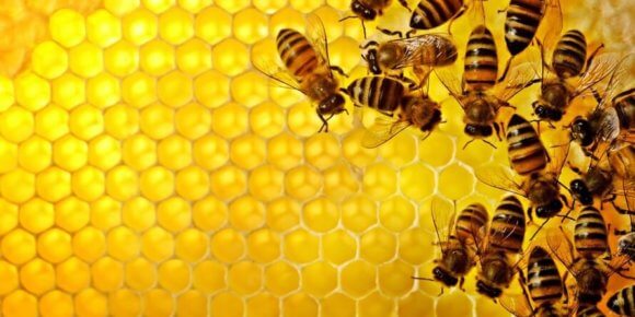 Propolis liječi kašalj, upale grla i sinusa, pa čak i infekcije kože