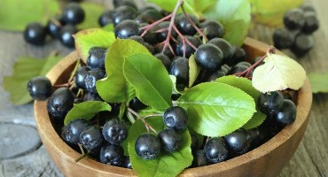 Čudesna aronija i njena ljekovita svojstva