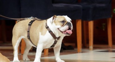 Splitski veterinar optužen da je tijekom pregleda uzrokovao smrt psa