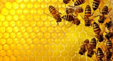 Propolis liječi kašalj, upale grla i sinusa, pa čak i infekcije kože 