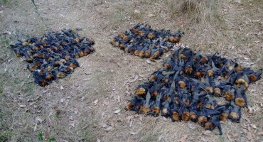 Stotine šišmiša sprženih mozgova padaju s neba!