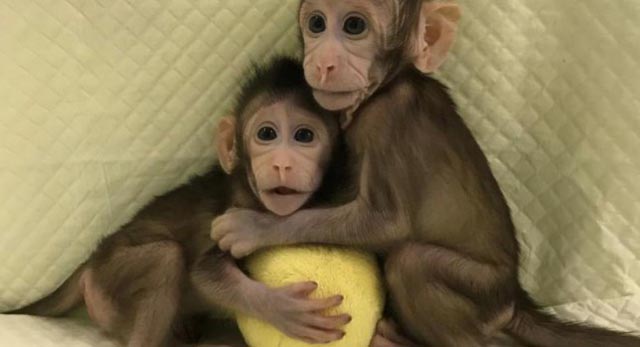 Kinezi klonirali majmune: 'Nećemo klonirati ljude'
