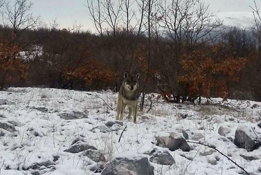 Iz Roškog Polja krenula na posao u Tomislavgrad pa naišla na vuka kojeg je snimila