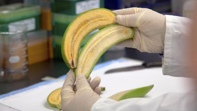 nova banana