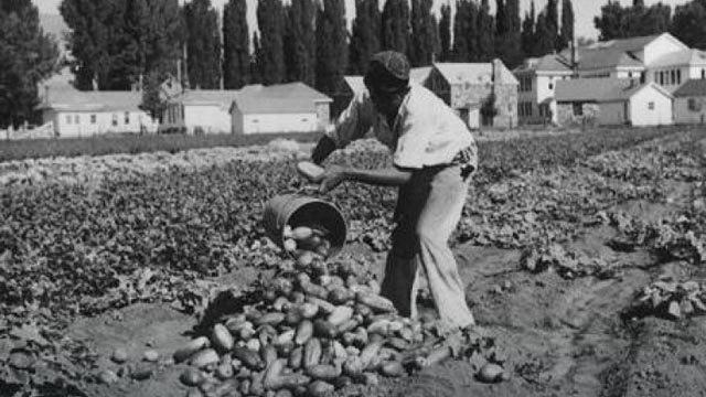farmer