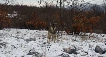 Iz Roškog Polja krenula na posao u Tomislavgrad pa naišla na vuka kojeg je snimila