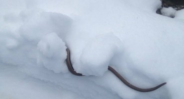 zmija, BIH, vremenska prognoza