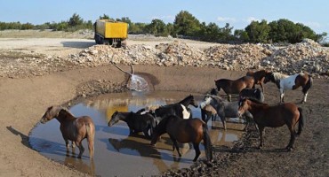 Marijo Bošnjak: Najveća opasnost za konje su vukovi koji nerijetko pojedu svu ždrebad