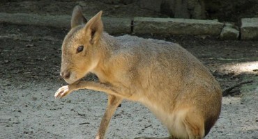Stanovnici BiH za ljubimce biraju nosate rakune, medvjede, tigrove...