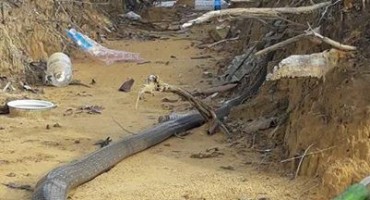 Epska borba između kraljevske kobre i ogromnog pitona završila je kako nitko nije očekivao