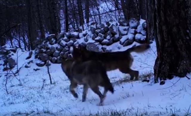 Pogledajte rijetku snimku vukova na Velebitu