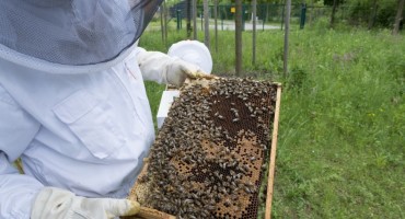 Marijo Krešić: Pčelarstvo ima mnogo potencijala, ali je skup sport