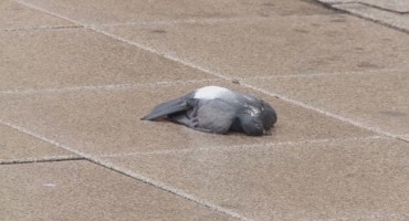 golubovi, toksikološki rezultati 