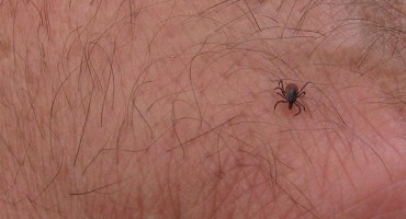 Pred sezonu krpelja ponovna upozorenja da je cijepljenje najučinkovitija obrana