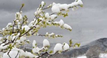 snijeg, behar , voće, vremenska prognoza, zima, vremenska prognoza, vremenska prognoza